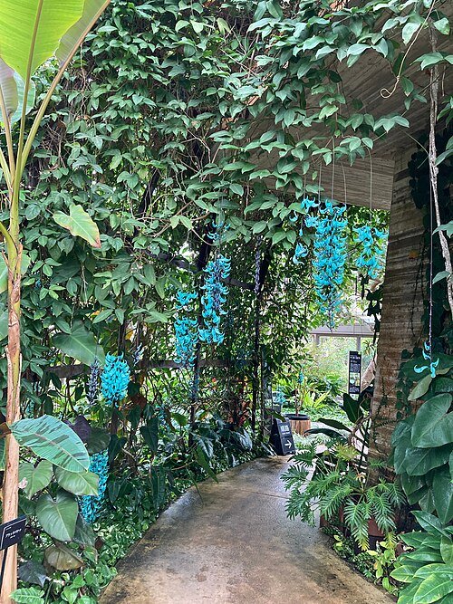 Strongylodon macrobotrys plant in Tropical Dream Center on Okinawa Island.