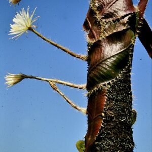 Strophocactus wittii cactus met paars-roze bloemen en stekelige groene stengels.