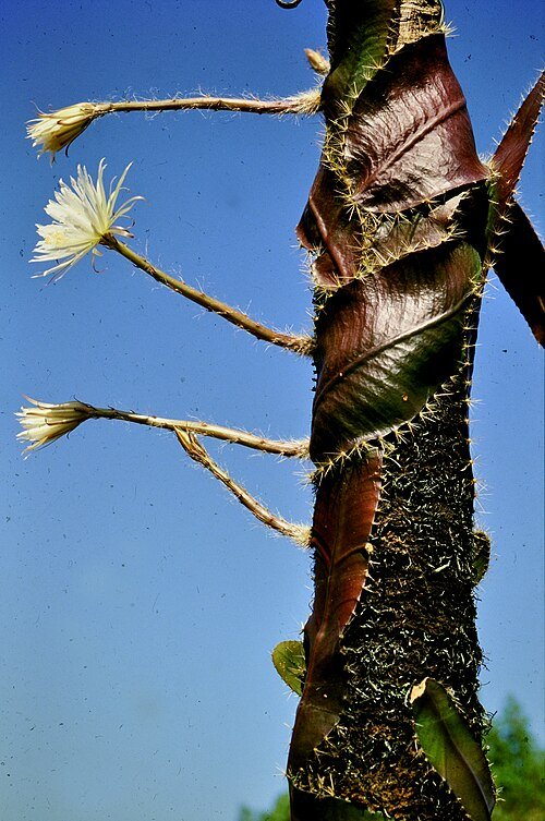 Strophocactus wittii cactus met paars-roze bloemen en stekelige groene stengels.