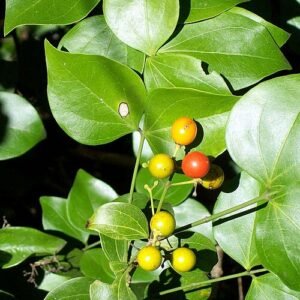 Strychnos psilosperma plant met groen blad en vertakte stam.