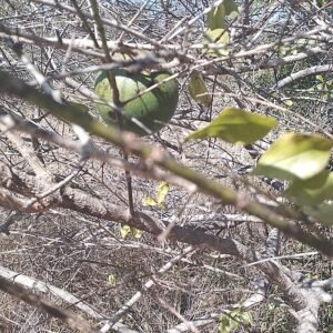 Close-up van Strychnos spinosa plantenzaden en vruchten.
