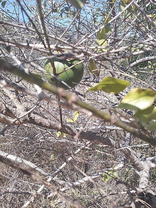 Close-up van Strychnos spinosa plantenzaden en vruchten.