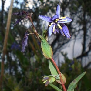 Stypandra glauca plant in bloei met blauwe bloemen op groen bladerdak.