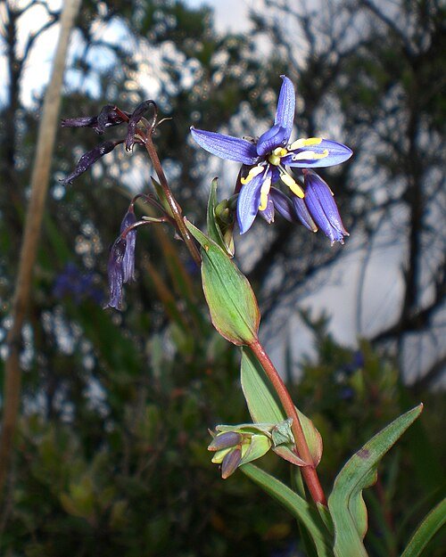 Stypandra glauca plant in bloei met blauwe bloemen op groen bladerdak.