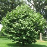 Styrax obassia bloemen op groene bladeren achtergrond.