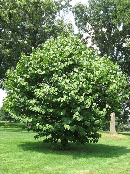 Styrax obassia bloemen op groene bladeren achtergrond.