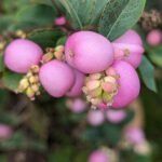 Symphoricarpos orbiculatus struik met witte bessen en groene bladeren.