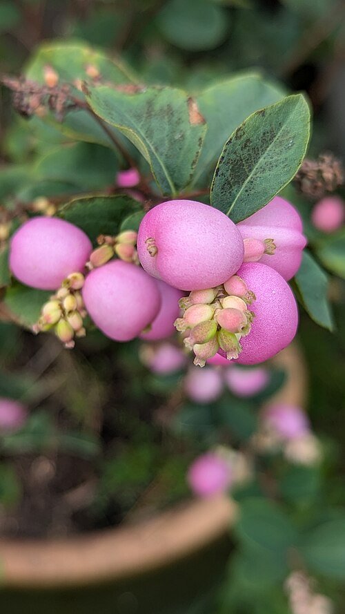 Symphoricarpos orbiculatus struik met witte bessen en groene bladeren.