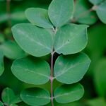 Western Snowberry struik met witte bessen en groene bladeren.