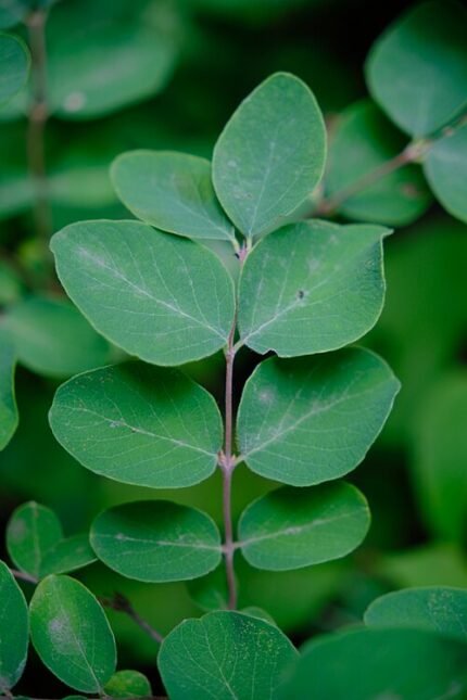 Western Snowberry struik met witte bessen en groene bladeren.