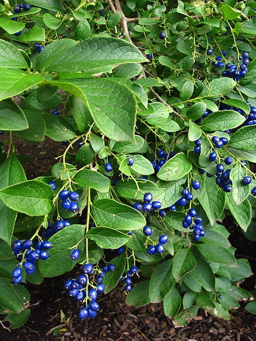 Symplocos paniculata bloemen in volle bloei met donkergroene bladeren.