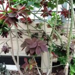 Euphorbia grantii plant with green leaves and red stems.