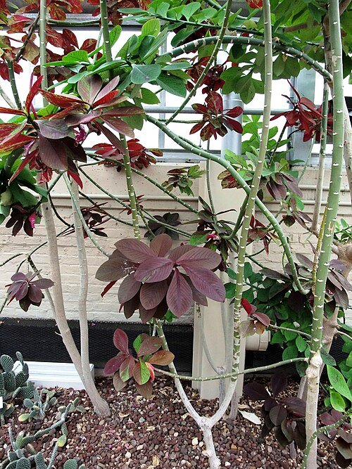 Euphorbia grantii plant with green leaves and red stems.