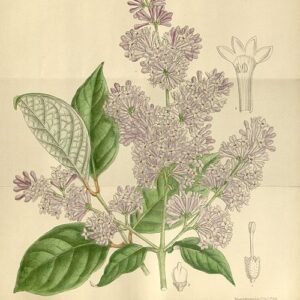 Bloeiende paarse Syringa villosa struik met groene bladeren.