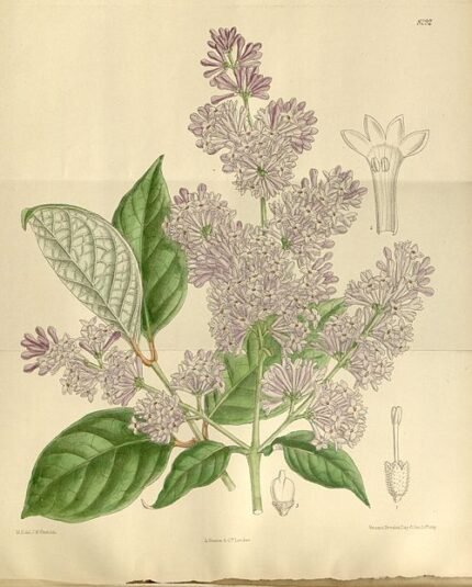 Bloeiende paarse Syringa villosa struik met groene bladeren.