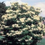 Paarse Syringa reticulata bloemen op een witte achtergrond.