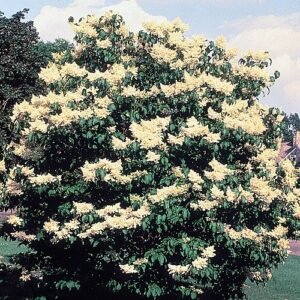 Paarse Syringa reticulata bloemen op een witte achtergrond.