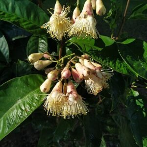 Syzygium cormiflorum boom met rode bloemen en groene bladeren.
