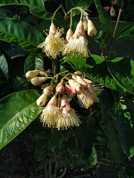 Syzygium cormiflorum boom met rode bloemen en groene bladeren.