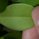 Syzygium buxifolium plant met groene bladeren en rode bessen.