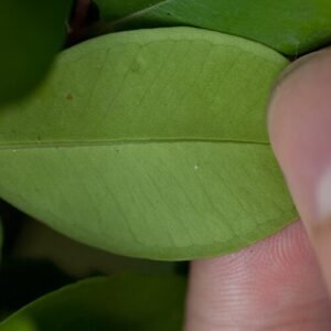Syzygium buxifolium plant met groene bladeren en rode bessen.