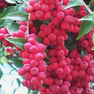 Syzygium luehmannii vrucht op tak.