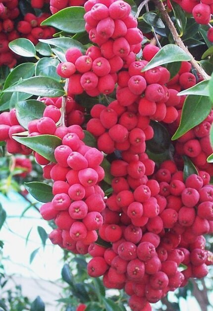 Syzygium luehmannii vrucht op tak.