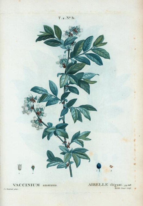 Illustratie van Vaccinium virgatum door Pierre-Joseph Redouté in botanische stijl.