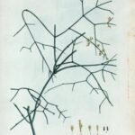 Botanische illustratie van Ephedra altissima op kalkrijke grond.