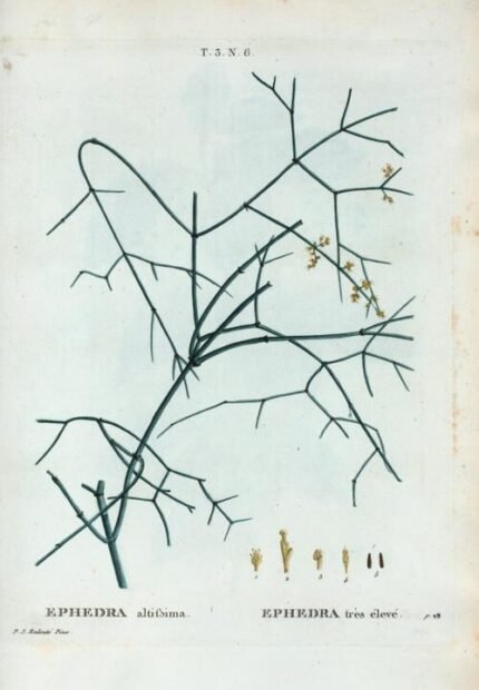 Botanische illustratie van Ephedra altissima op kalkrijke grond.