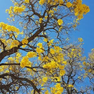 Bloeiende gele Tabebuia Aurea boomtak met gele bloemen op een zonnige dag.