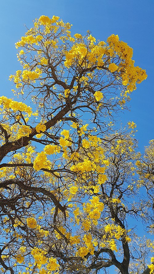 Bloeiende gele Tabebuia Aurea boomtak met gele bloemen op een zonnige dag.