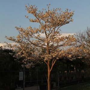 Tabebuia roseoalba bloemen op een witte achtergrond.