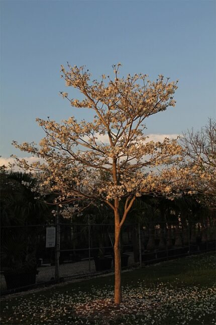 Tabebuia roseoalba bloemen op een witte achtergrond.