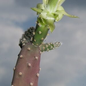 Close-up van Tacinga braunii cactusplant met plat groen blad en doornen.