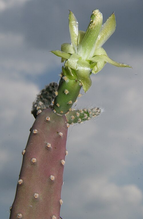 Close-up van Tacinga braunii cactusplant met plat groen blad en doornen.
