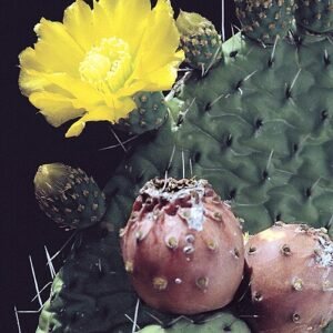 Bloeiende Tacinga saxatilis cactus met gele bloemen en stekelige stengels.