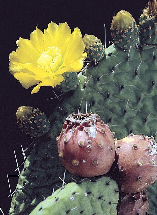Bloeiende Tacinga saxatilis cactus met gele bloemen en stekelige stengels.