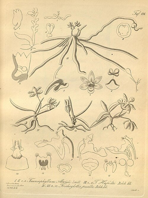 Close-up van Taeniophyllum orchidee met witte bloemen op houten achtergrond.