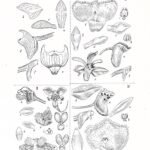 Thrixspermum carinatifolium orchidee met groene bladeren en witte bloemen op botanische illustratie.