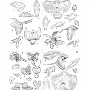 Thrixspermum carinatifolium orchidee met groene bladeren en witte bloemen op botanische illustratie.