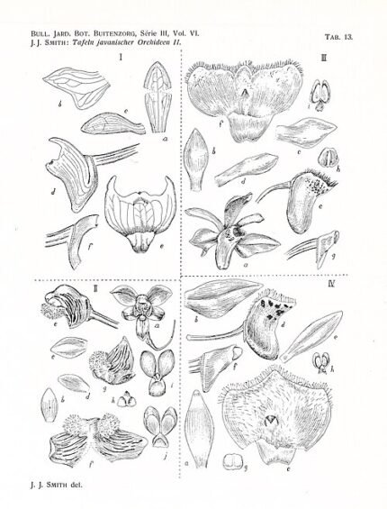 Thrixspermum carinatifolium orchidee met groene bladeren en witte bloemen op botanische illustratie.