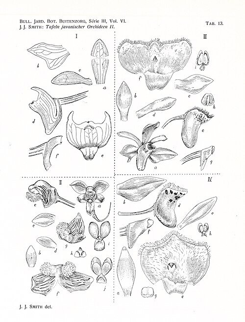 Thrixspermum carinatifolium orchidee met groene bladeren en witte bloemen op botanische illustratie.