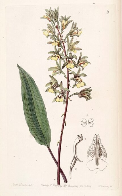 Illustratie van bloeiende Ania orchidee met gedetailleerde bloemen en bladeren.