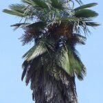 Trachycarpus takil palmboom met groene bladeren en stam.