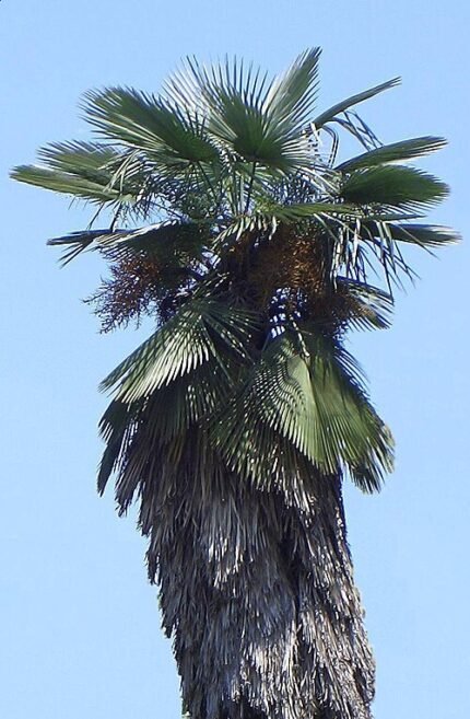 Trachycarpus takil palmboom met groene bladeren en stam.