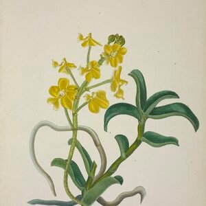 Taprobanea Spathulata orchidee met witte bloemen en groene bladeren uit 1896.