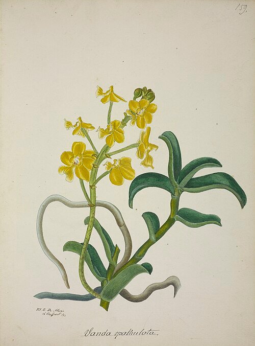 Taprobanea Spathulata orchidee met witte bloemen en groene bladeren uit 1896.