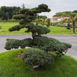 Taxus baccata winterharde venijnboom met groene naalden.