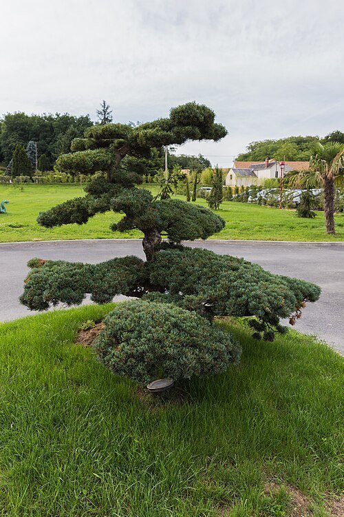 Taxus baccata winterharde venijnboom met groene naalden.